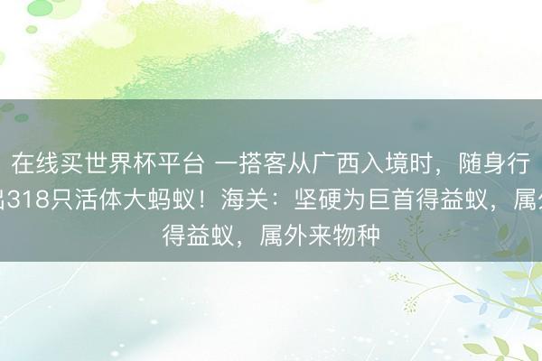 在线买世界杯平台 一搭客从广西入境时,随身行李被查出318只活体大蚂蚁!海关:坚硬为巨首得益蚁,属外来物种